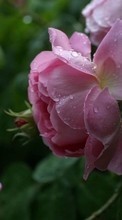 Lade kostenlos 128x160 Hintergrundbilder Pflanzen,Blumen,Roses,Drops für Handy oder Tablet herunter.