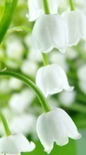 Lade kostenlos Hintergrundbilder Pflanzen,Blumen,Glockenblumen für Handy oder Tablet herunter.