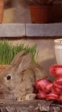 Lade kostenlos 1024x600 Hintergrundbilder Tiere,Blumen,Roses,Kaninchen für Handy oder Tablet herunter.