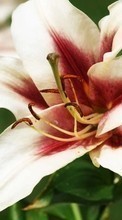 Lade kostenlos 800x480 Hintergrundbilder Pflanzen,Blumen,Lilien für Handy oder Tablet herunter.