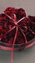 Lade kostenlos Hintergrundbilder Roses,Herzen,Liebe,Valentinstag,Feiertage,Pflanzen,Blumen für Handy oder Tablet herunter.