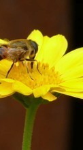 Lade kostenlos Hintergrundbilder Pflanzen,Blumen,Insekten,Bienen für Handy oder Tablet herunter.