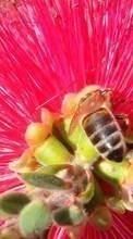 Lade kostenlos Hintergrundbilder Bienen,Pflanzen,Blumen,Insekten für Handy oder Tablet herunter.