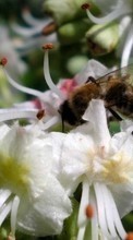 Lade kostenlos Hintergrundbilder Pflanzen,Blumen,Insekten,Bienen für Handy oder Tablet herunter.