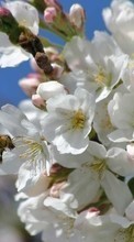 Lade kostenlos Hintergrundbilder Blumen,Insekten,Bienen,Pflanzen für Handy oder Tablet herunter.