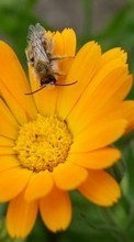 Lade kostenlos Hintergrundbilder Pflanzen,Blumen,Bienen für Handy oder Tablet herunter.