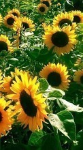 Lade kostenlos 320x480 Hintergrundbilder Pflanzen,Blumen,Hintergrund,Sonnenblumen für Handy oder Tablet herunter.