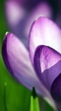 Lade kostenlos 540x960 Hintergrundbilder Pflanzen,Blumen für Handy oder Tablet herunter.