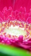 Lade kostenlos 240x320 Hintergrundbilder Pflanzen,Blumen für Handy oder Tablet herunter.