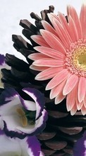 Lade kostenlos 1080x1920 Hintergrundbilder Pflanzen,Blumen für Handy oder Tablet herunter.