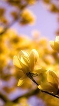 Lade kostenlos Hintergrundbilder Blumen,Pflanzen für Handy oder Tablet herunter.