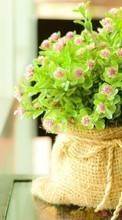 Lade kostenlos Hintergrundbilder Blumen,Pflanzen für Handy oder Tablet herunter.