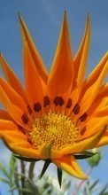 Lade kostenlos 128x160 Hintergrundbilder Pflanzen,Blumen für Handy oder Tablet herunter.