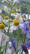 Lade kostenlos 240x400 Hintergrundbilder Pflanzen,Blumen,Kamille für Handy oder Tablet herunter.