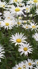 Lade kostenlos 1080x1920 Hintergrundbilder Pflanzen,Blumen,Hintergrund,Kamille für Handy oder Tablet herunter.