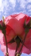 Lade kostenlos 1024x600 Hintergrundbilder Pflanzen,Blumen,Roses für Handy oder Tablet herunter.