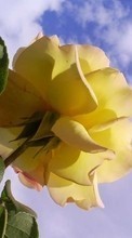 Lade kostenlos 320x240 Hintergrundbilder Pflanzen,Blumen,Roses für Handy oder Tablet herunter.