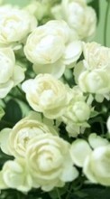 Lade kostenlos 1080x1920 Hintergrundbilder Pflanzen,Blumen,Roses für Handy oder Tablet herunter.