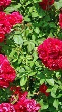 Lade kostenlos 320x480 Hintergrundbilder Pflanzen,Blumen,Roses für Handy oder Tablet herunter.