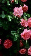 Lade kostenlos 128x160 Hintergrundbilder Pflanzen,Blumen,Roses für Handy oder Tablet herunter.