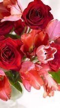 Lade kostenlos Hintergrundbilder Pflanzen,Blumen,Roses,Tulpen für Handy oder Tablet herunter.