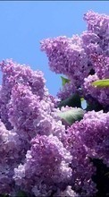 Lade kostenlos 240x320 Hintergrundbilder Pflanzen,Blumen,Lilac für Handy oder Tablet herunter.