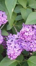 Lade kostenlos 320x480 Hintergrundbilder Pflanzen,Blumen,Lilac für Handy oder Tablet herunter.