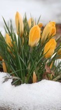 Lade kostenlos Hintergrundbilder Pflanzen,Blumen,Schnee für Handy oder Tablet herunter.