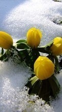 Lade kostenlos Hintergrundbilder Blumen,Pflanzen,Schnee für Handy oder Tablet herunter.