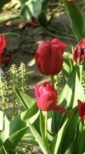 Lade kostenlos 1024x600 Hintergrundbilder Pflanzen,Blumen,Tulpen für Handy oder Tablet herunter.