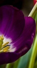 Lade kostenlos 1080x1920 Hintergrundbilder Pflanzen,Blumen,Tulpen für Handy oder Tablet herunter.