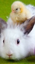 Lade kostenlos Hintergrundbilder Tiere,Vögel,Kaninchen,Küken für Handy oder Tablet herunter.