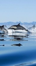 Lade kostenlos Hintergrundbilder Delfine,Sea,Landschaft,Tiere für Handy oder Tablet herunter.
