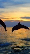 Lade kostenlos Hintergrundbilder Delfine,Sea,Landschaft,Tiere für Handy oder Tablet herunter.