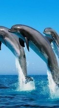 Lade kostenlos Hintergrundbilder Tiere,Wasser,Delfine,Sea für Handy oder Tablet herunter.