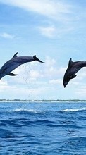 Lade kostenlos 320x480 Hintergrundbilder Tiere,Natur,Delfine für Handy oder Tablet herunter.