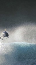 Lade kostenlos Hintergrundbilder Delfine,Tiere für Handy oder Tablet herunter.