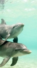 Lade kostenlos Hintergrundbilder Delfine,Tiere für Handy oder Tablet herunter.