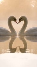 Lade kostenlos Hintergrundbilder Tiere,Vögel,Wasser,Herzen,Swans,Liebe,Valentinstag für Handy oder Tablet herunter.