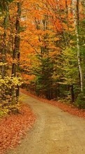Lade kostenlos 320x240 Hintergrundbilder Landschaft,Bäume,Roads,Herbst für Handy oder Tablet herunter.