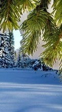 Lade kostenlos Hintergrundbilder Pflanzen,Landschaft,Winterreifen,Bäume,Schnee,Tannenbaum für Handy oder Tablet herunter.