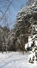 Lade kostenlos Hintergrundbilder Winterreifen,Bäume,Schnee,Tannenbaum,Landschaft für Handy oder Tablet herunter.