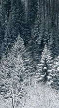Lade kostenlos Hintergrundbilder Bäume,Schnee,Tannenbaum,Landschaft,Winterreifen für Handy oder Tablet herunter.