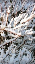 Lade kostenlos 240x320 Hintergrundbilder Winterreifen,Bäume,Hintergrund,Schnee für Handy oder Tablet herunter.