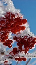 Lade kostenlos Hintergrundbilder Bäume,Schnee,Berries,Pflanzen,Winterreifen für Handy oder Tablet herunter.
