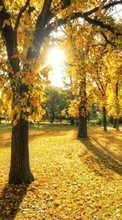 Lade kostenlos Hintergrundbilder Landschaft,Bäume,Herbst,Blätter,Sun für Handy oder Tablet herunter.