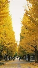 Lade kostenlos Hintergrundbilder Bäume,Herbst,Blätter,Streets,Landschaft für Handy oder Tablet herunter.