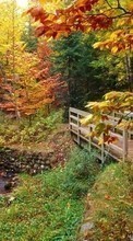 Lade kostenlos 320x240 Hintergrundbilder Pflanzen,Landschaft,Flüsse,Bridges,Bäume,Herbst für Handy oder Tablet herunter.