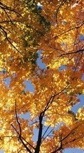 Lade kostenlos 800x480 Hintergrundbilder Landschaft,Bäume,Herbst für Handy oder Tablet herunter.