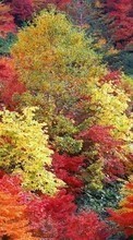 Lade kostenlos 320x240 Hintergrundbilder Landschaft,Bäume,Herbst für Handy oder Tablet herunter.
